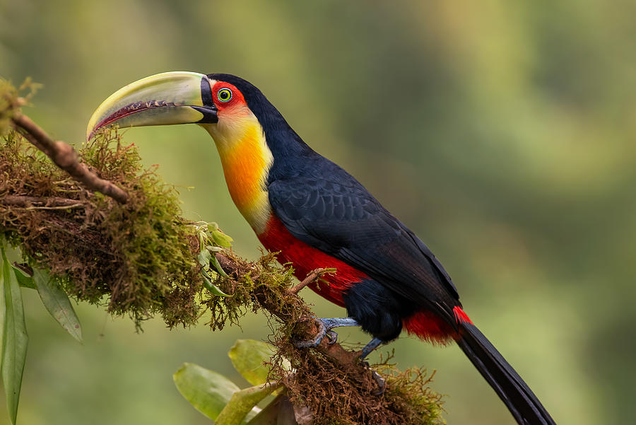 Toucan Photograph - Red-breasted Toucan by Piotr Galus