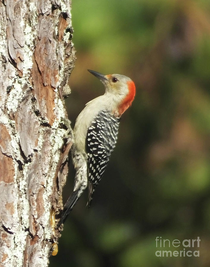 Red Breasted Woodpecker  19 Photograph by Lizi Beard-Ward
