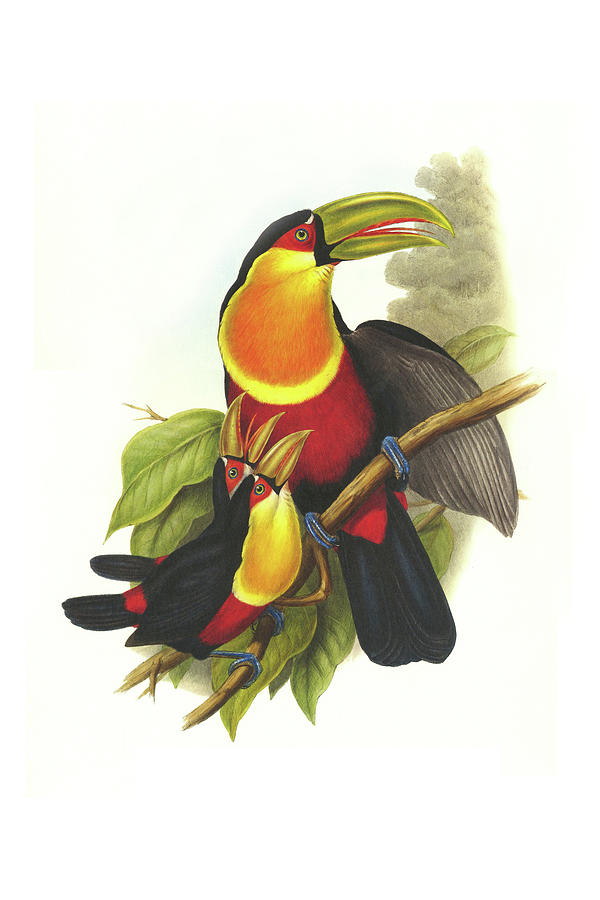 Red Breaster Toucan & Green Billed Painting by John Gould