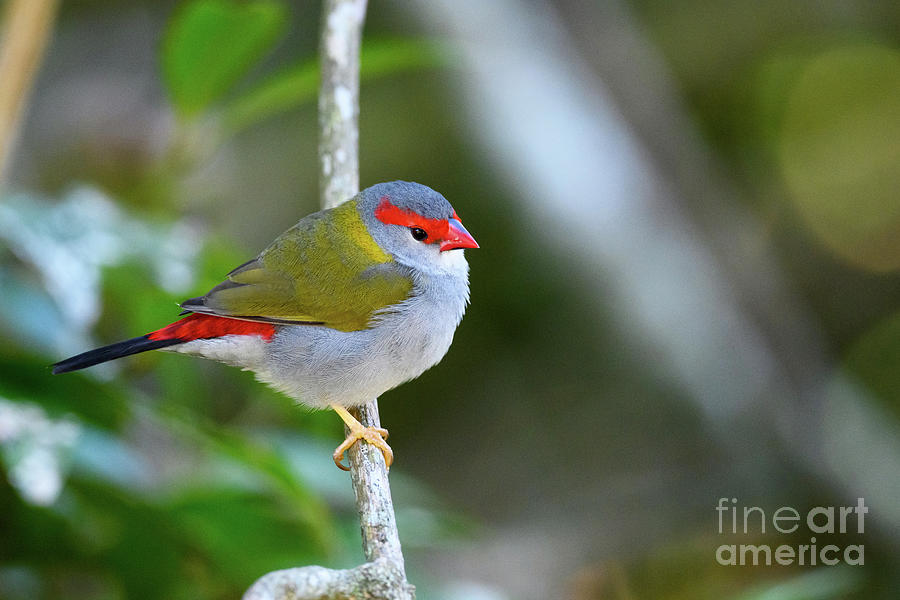 Red-browed Finch Photograph by Dr P. Marazzi/science Photo Library