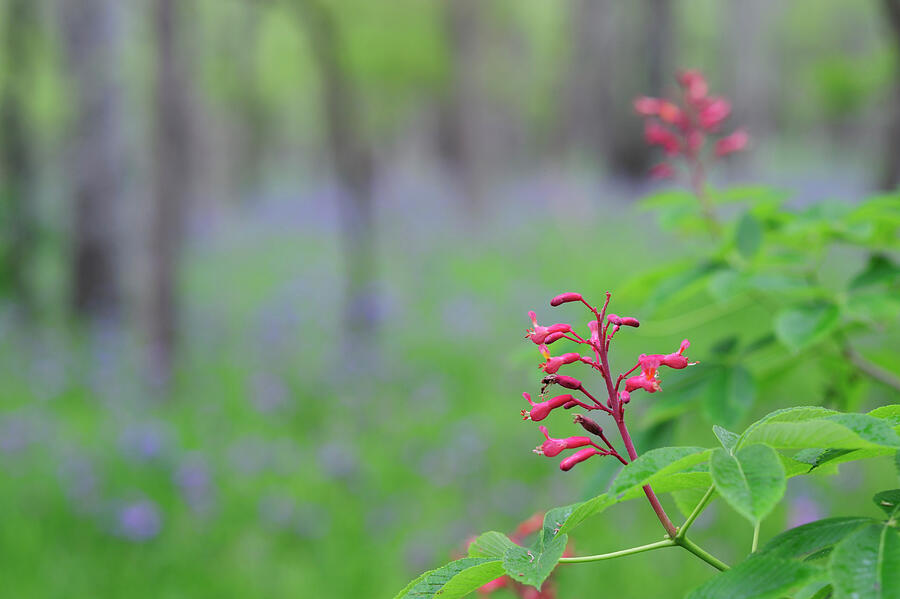Red Buckeye Flowers Blooming. Palmetto State Park, Gonzales Photograph by Rolf Nussbaumer / Naturepl.com Red Buckeye Flowers Blooming. Palmetto State Park, Gonzales Photograph by Rolf Nussbaumer / Naturepl.com