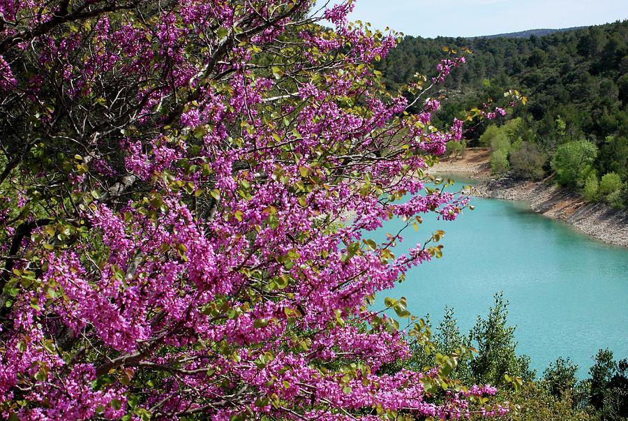 Red Bud and Turquoise Lake Photograph by Sarah Lilja
