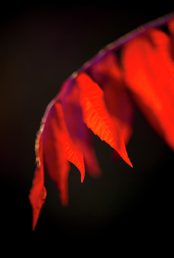 Red Bud Leaves, Cercis canadensis by Karen Rispin Red Bud Leaves, Cercis canadensis by Karen Rispin