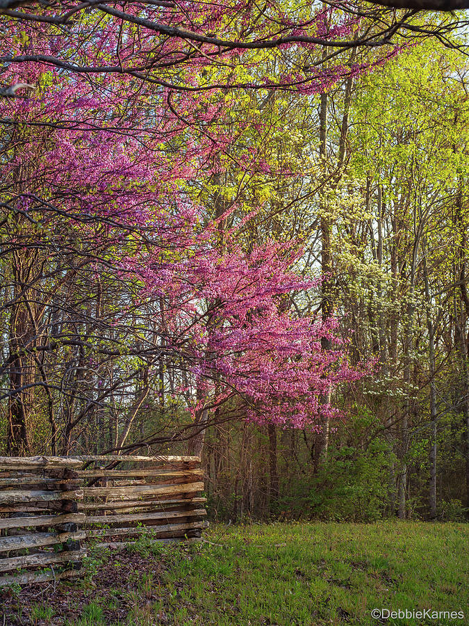 Red Bud Spring Photograph by Debbie Karnes