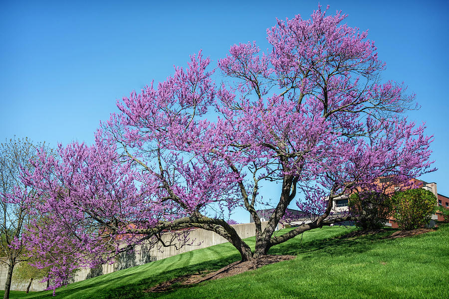 Red Bud Tree in Alton GRK3483_04202019 Photograph by Greg Kluempers