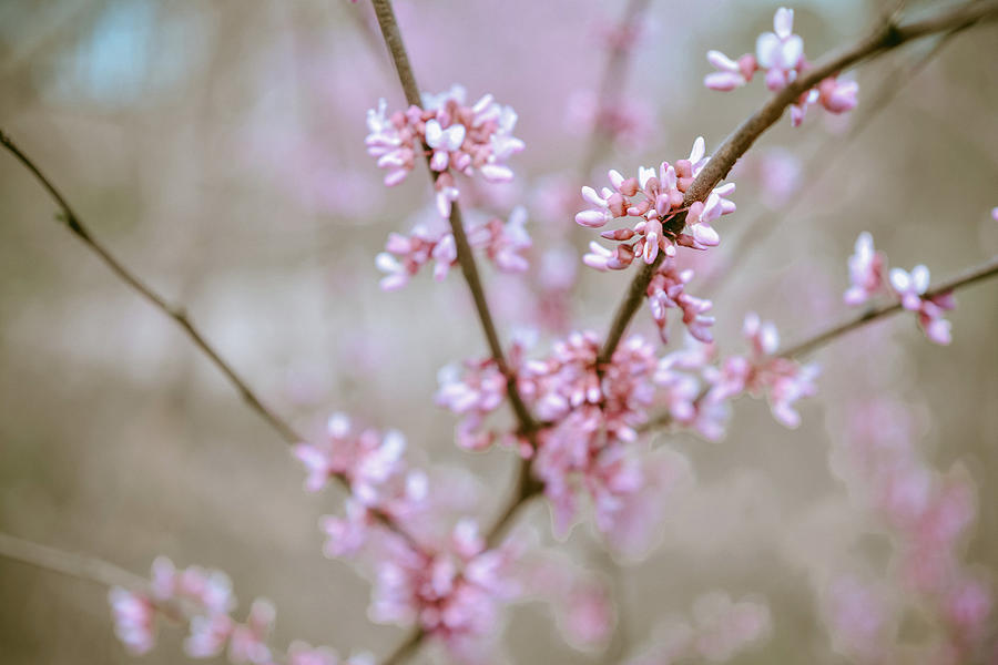 Red Buds Photograph by Michelle Wermuth