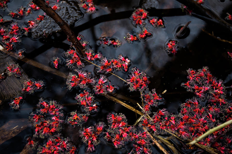 Red Buds Photograph by Neal Nealis