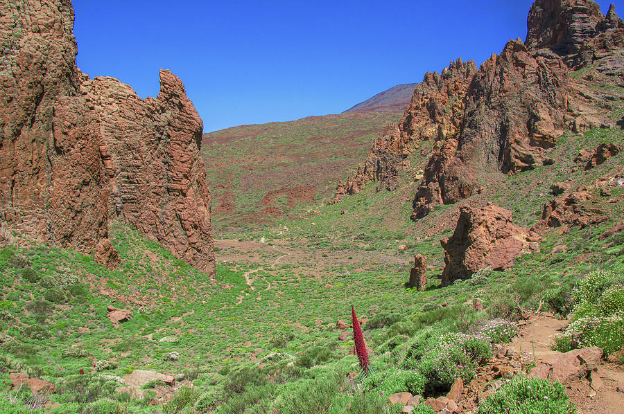 Red Bugloss by Sun Travels Red Bugloss by Sun Travels