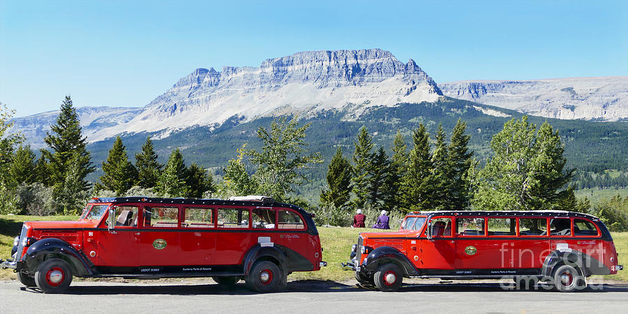 Red Buses, Glacier National Park Photograph by Catherine Sherman