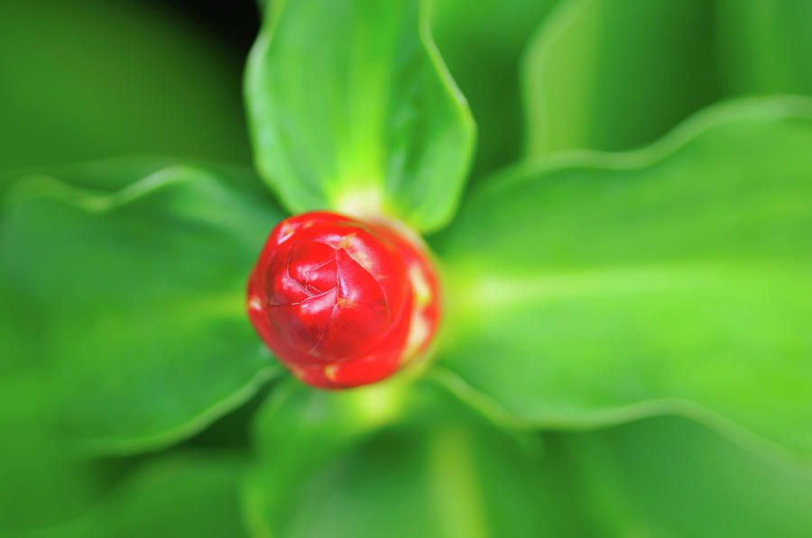 Red Button Ginger Costus Woodsonii Photograph by Kieselundstein