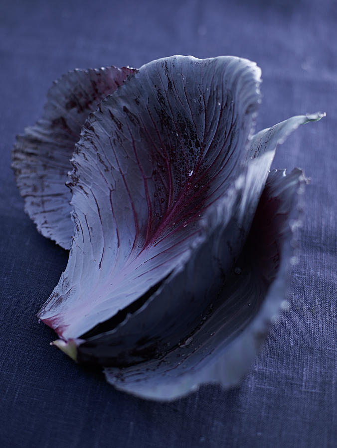 Red Cabbage Leaves On A Dark Background Photograph by Oliver Brachat