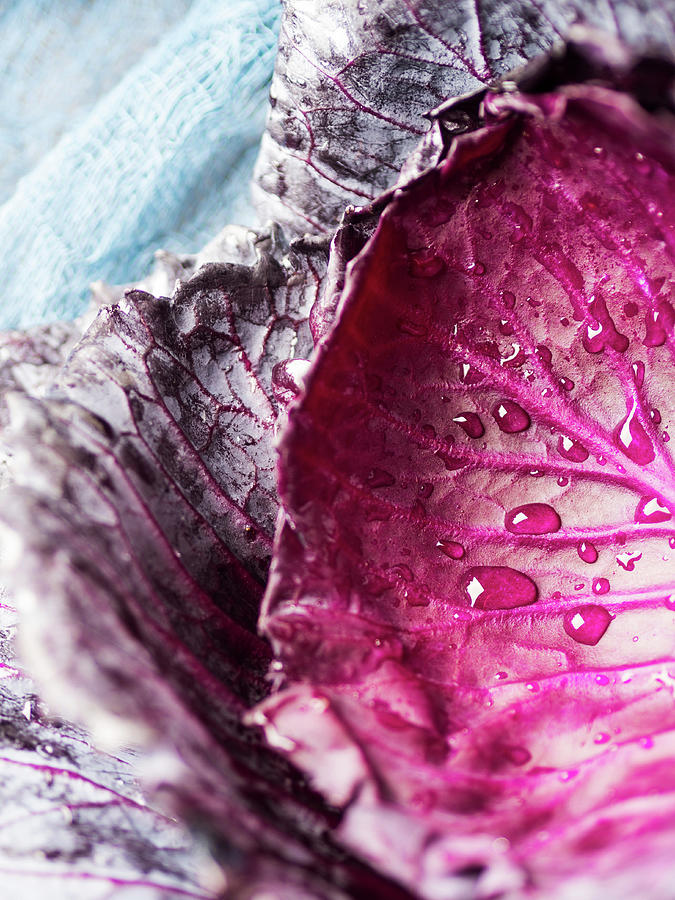 Red Cabbage Leaves With Water Drops Photograph by Sofya Bolotina