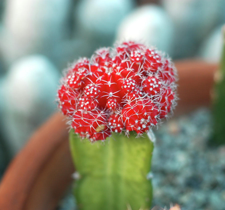 Red Cactus Flower Photograph by Ameer Hamza
