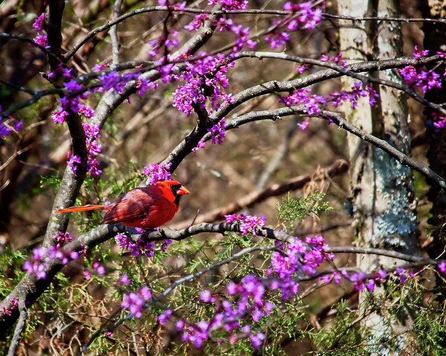 Red Cadinal Perched In A Redbud Tree Photograph