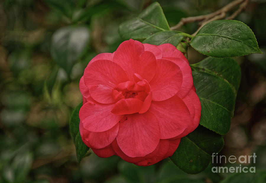 Red Camellia at Ravine Gardens State Park, Palatka, Florida. by Marvin Reinhart Red Camellia at Ravine Gardens State Park, Palatka, Florida. by Marvin Reinhart