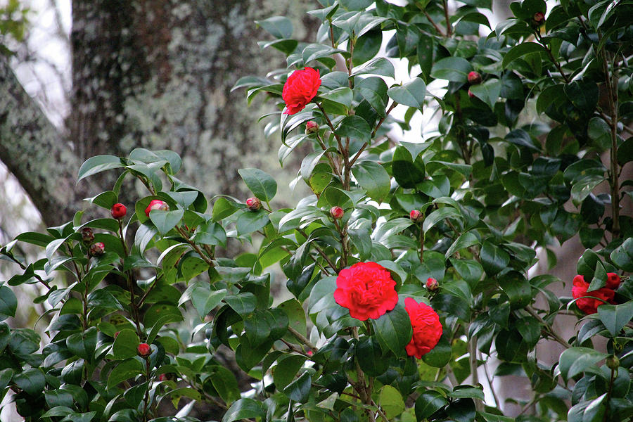 Red Camellia  Photograph by Cynthia Guinn