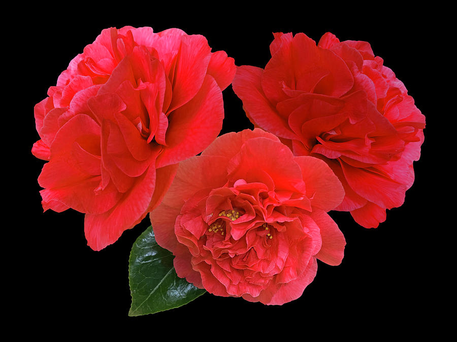 Red Camellias On Black Photograph by Gill Billington