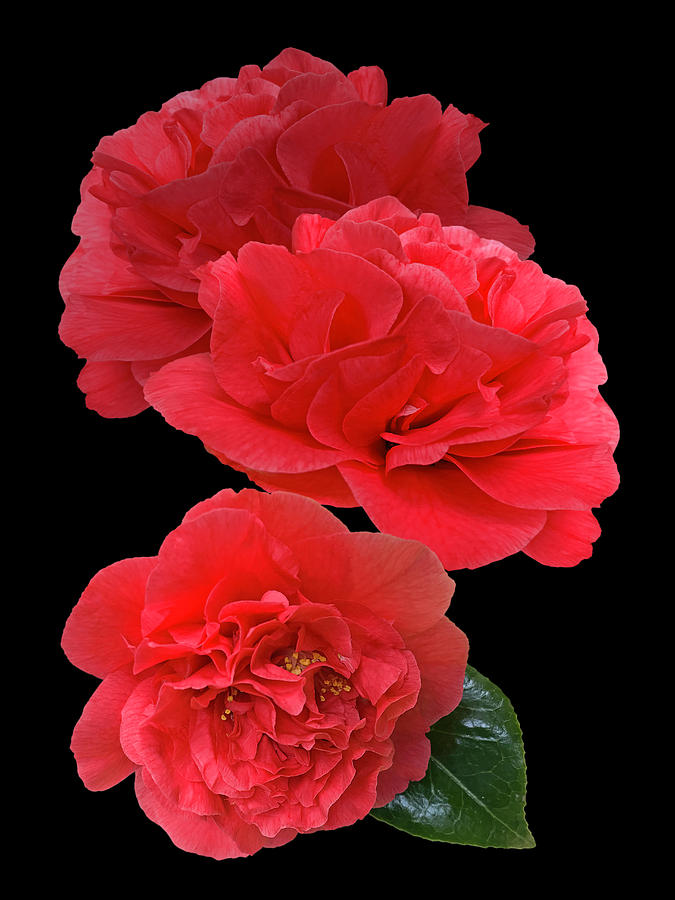 Red Camellias On Black Vertical Photograph by Gill Billington