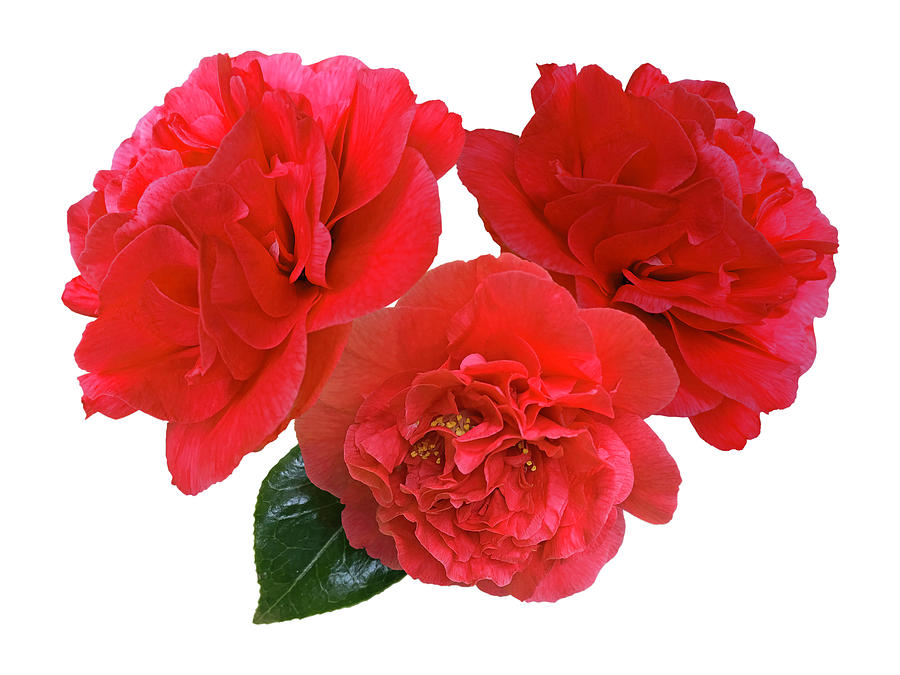 Red Camellias On White Photograph by Gill Billington