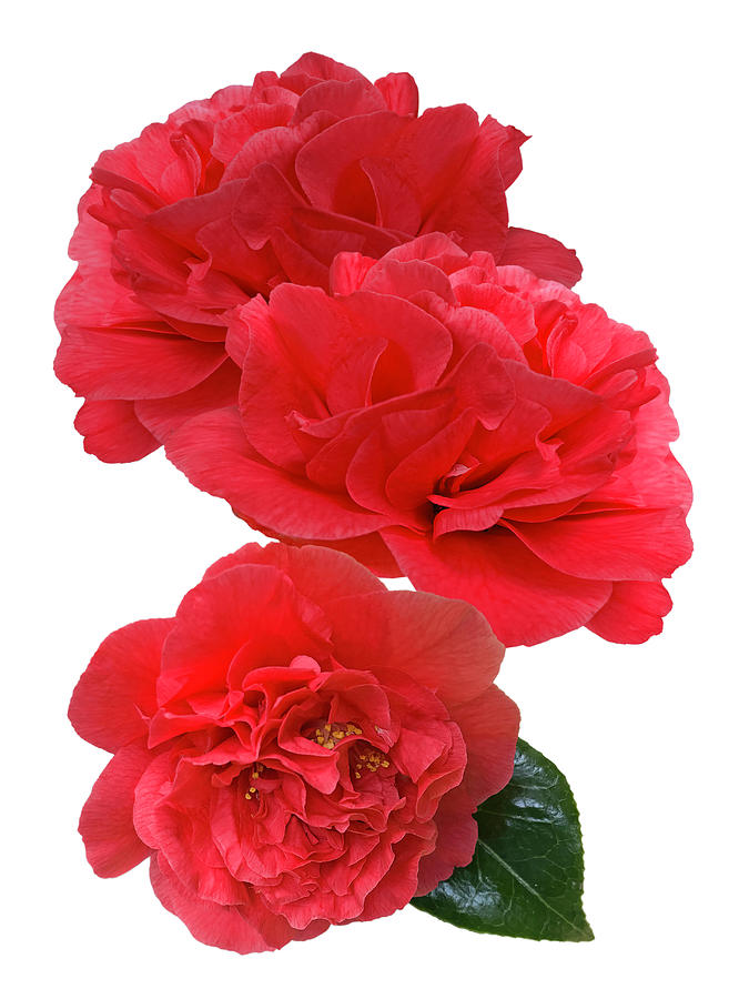 Red Camellias On White Vertical Photograph by Gill Billington
