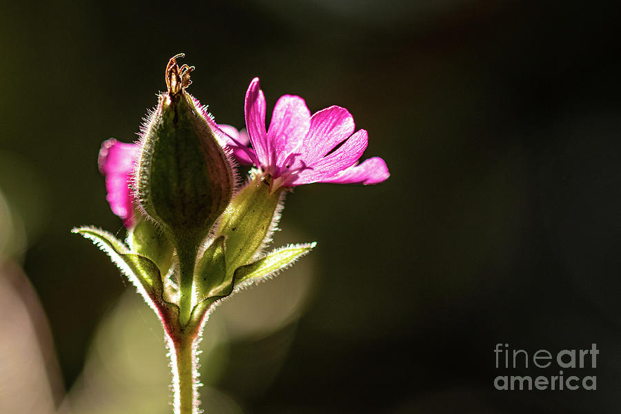 Red Campion by Brian Roscorla Red Campion by Brian Roscorla