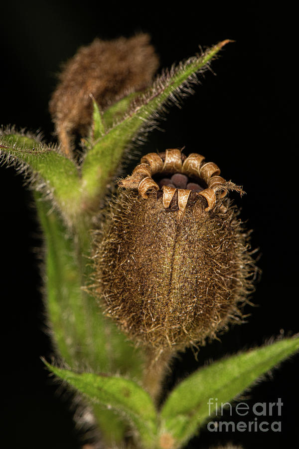 Red Campion Seed Head by Brian Roscorla Red Campion Seed Head by Brian Roscorla