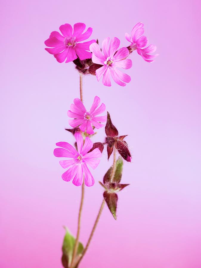 Red Campion silene Dioica Photograph by Armin Zogbaum