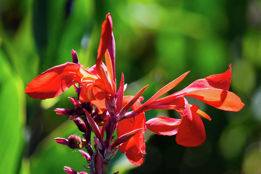 Red Canna Lilies Photograph by Mary Ann Artz