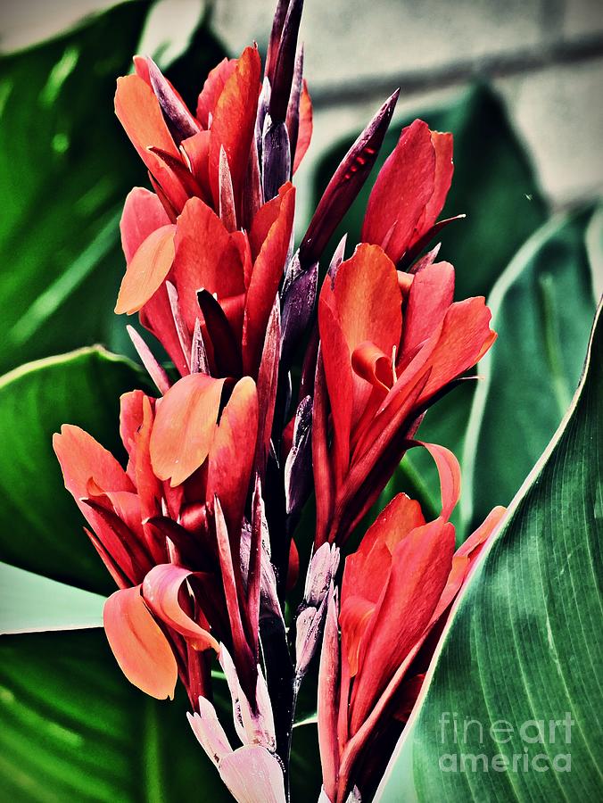Flower Photograph - Red Canna Lillies by Sarah Loft