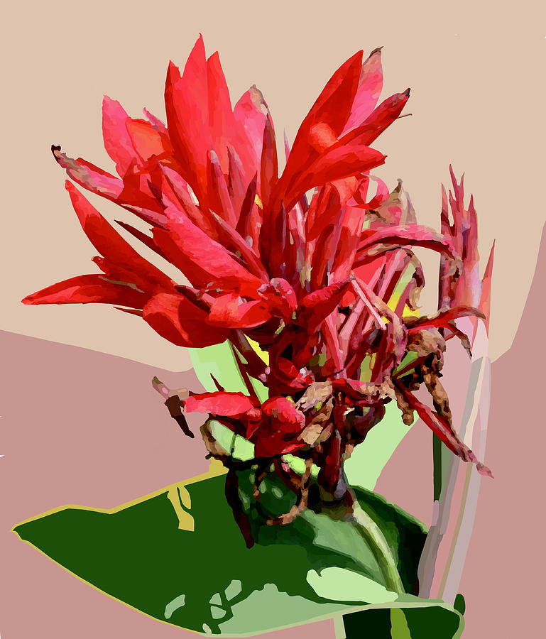 Red Canna on Salmon Digital Art by Jamie Downs