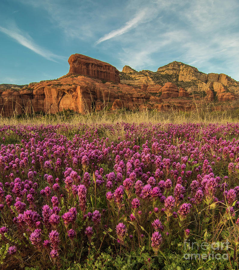 Red Canyon Photograph by Wayne  Johnson