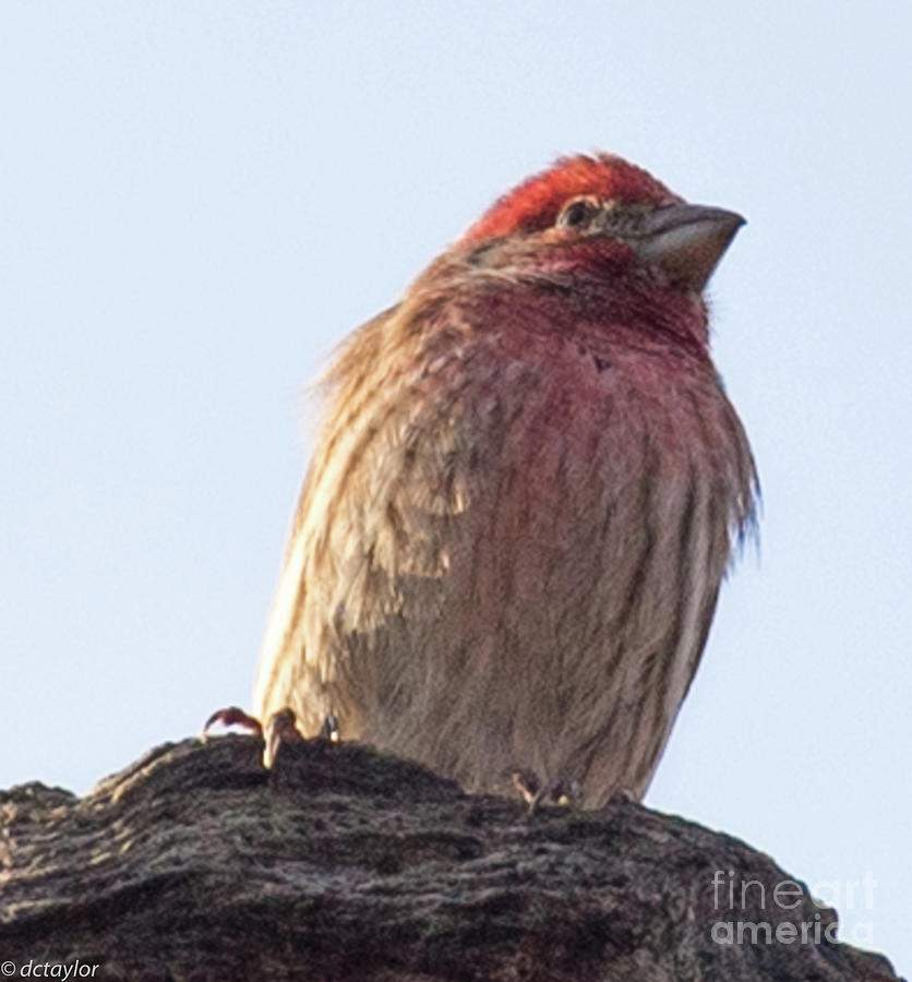 Red Capped Finch Photograph by David Taylor
