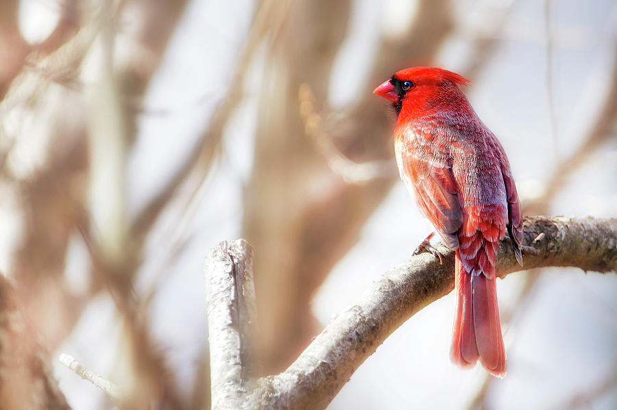 Red Cardinal Photograph by Copyright (c) Richard Susanto