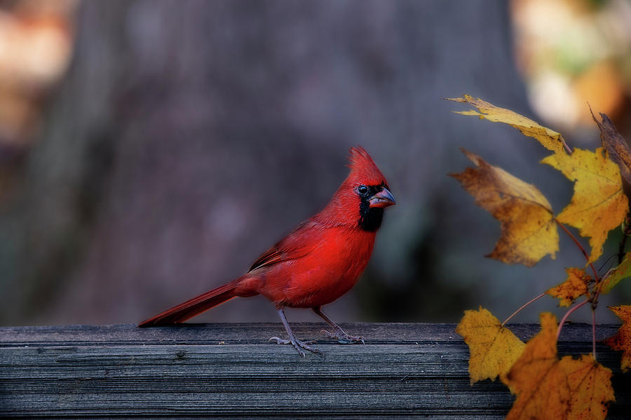 Red cardinal in fall yellow leaves Photograph by Dan Friend