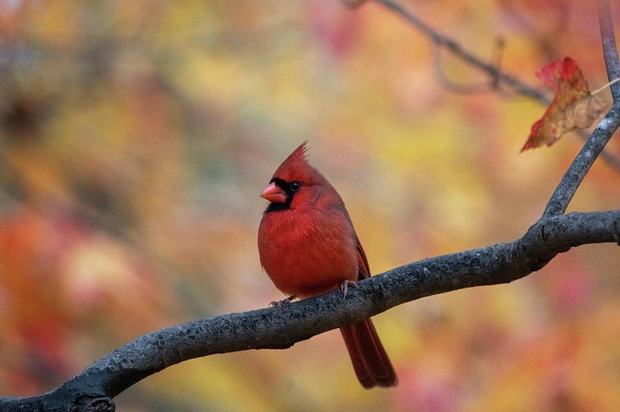 Red cardinal in front of fall foliage Photograph by Dan Friend