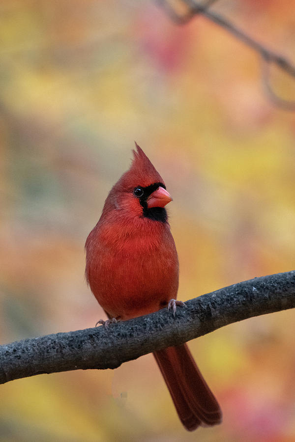 Red cardinal in front of fall foliage in nature Photograph by Dan Friend