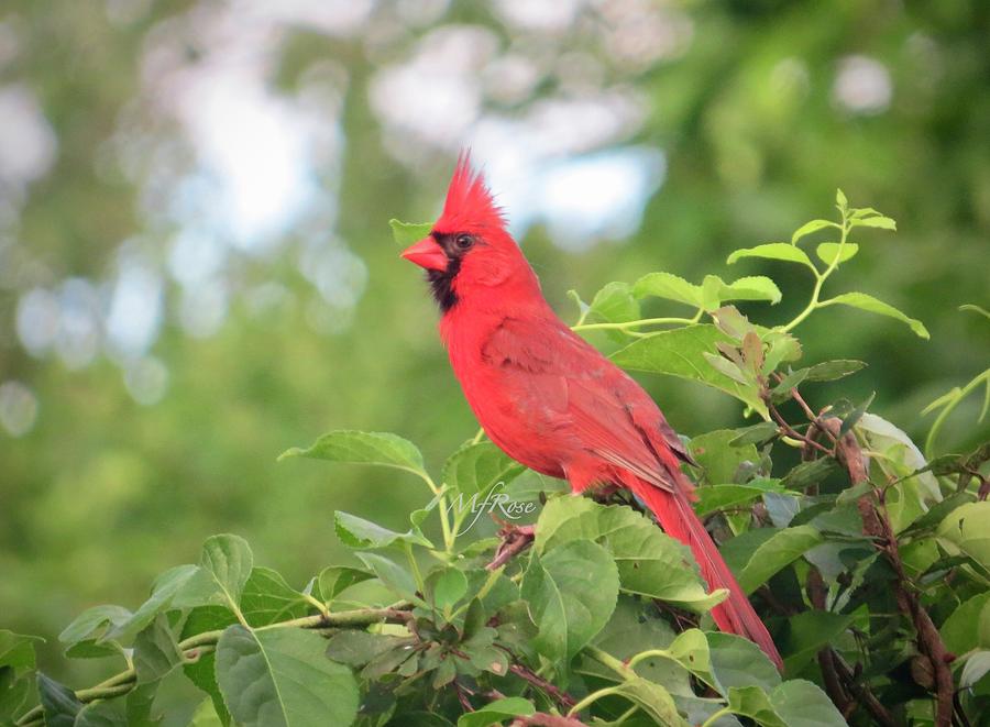 Red Cardinal Photograph by Maureen Rose - Fine Art America