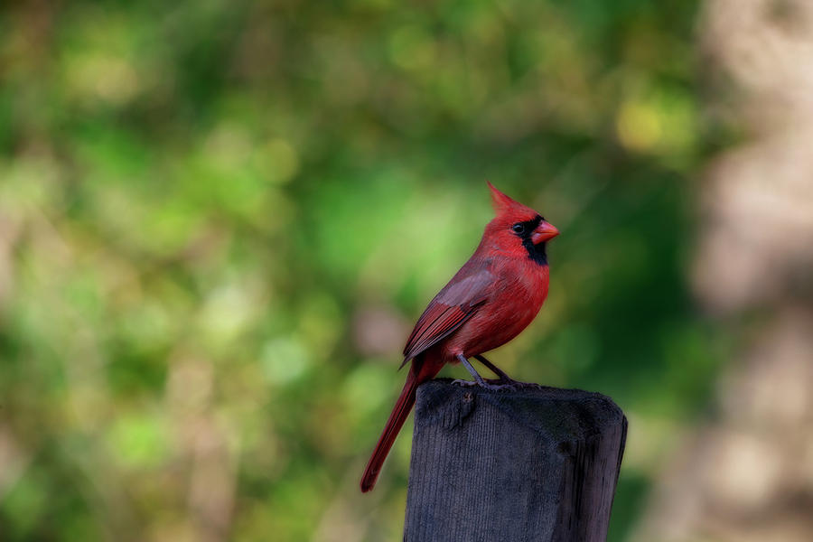 Red cardinal on fence post Photograph by Dan Friend