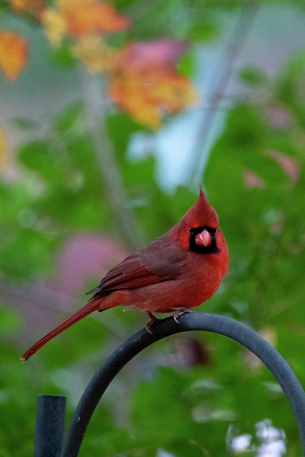 Red cardinal on iron grate Photograph by Dan Friend