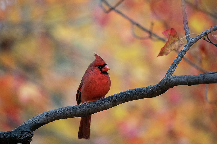 Red cardinal perched on limb Photograph by Dan Friend