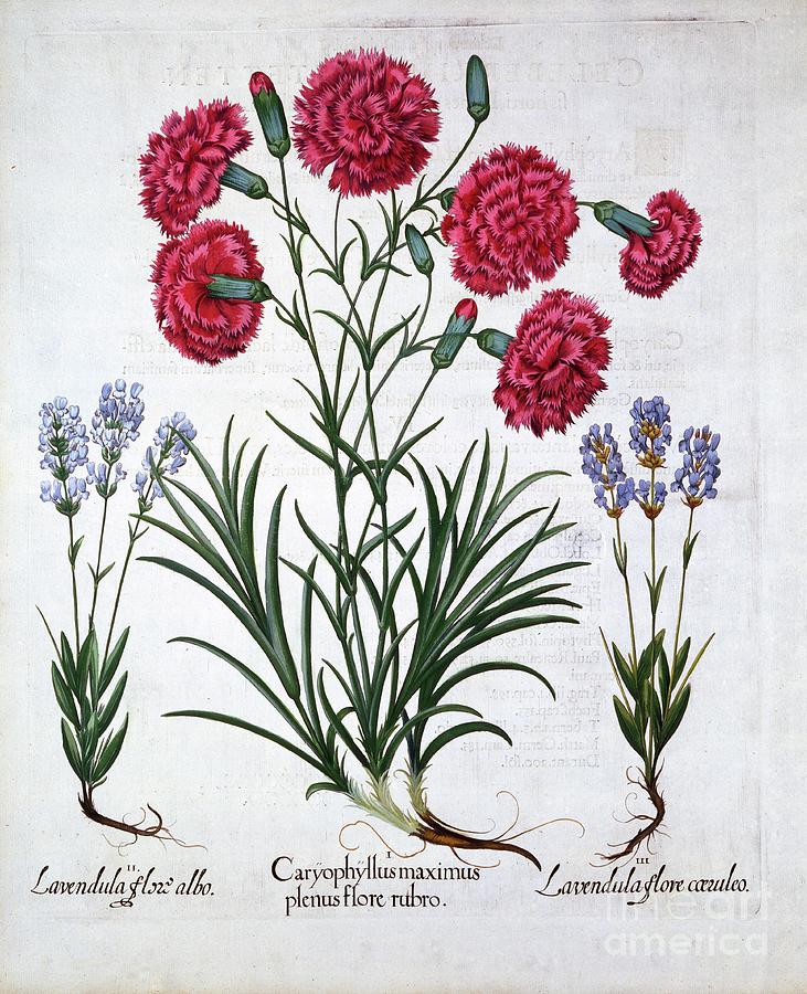 Red Carnation And Lavender Drawing by Heritage Images