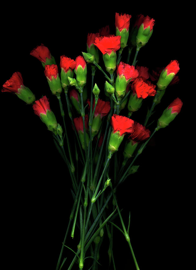Red Carnations Photograph