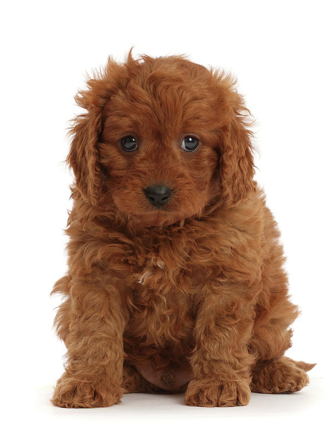 Red Cavapoo Puppy, 7 Weeks Old Photograph by Mark Taylor