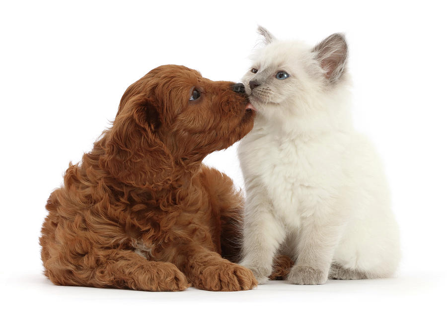 Red Cavapoo Puppy Licking Ragdoll Cross Photograph by Mark Taylor