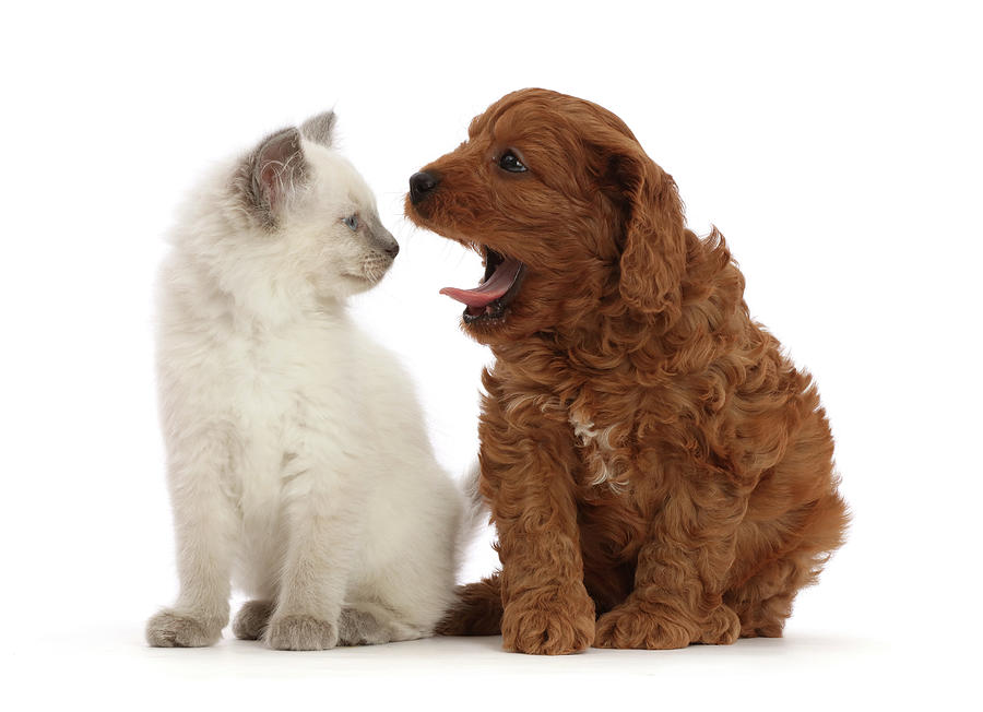 Red Cavapoo Puppy Yawning At Ragdoll Photograph by Mark Taylor