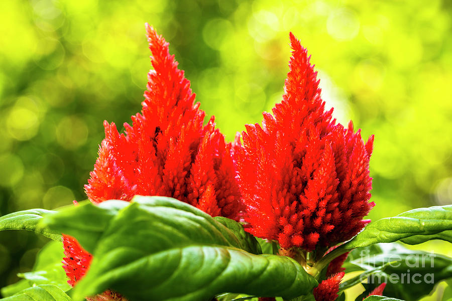 Red Celosia Flower Photograph by Raul Rodriguez