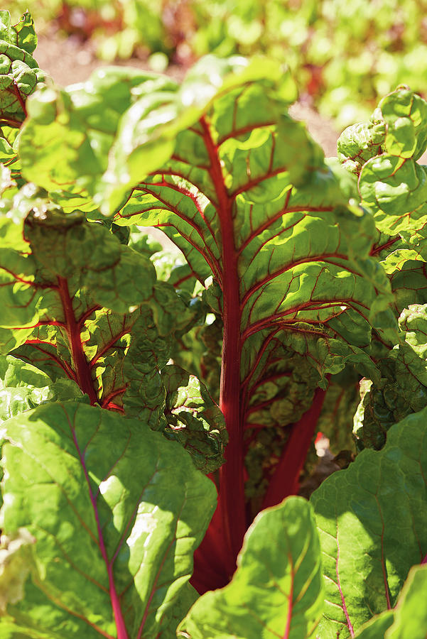 Red Chard Photograph by Tre Torri