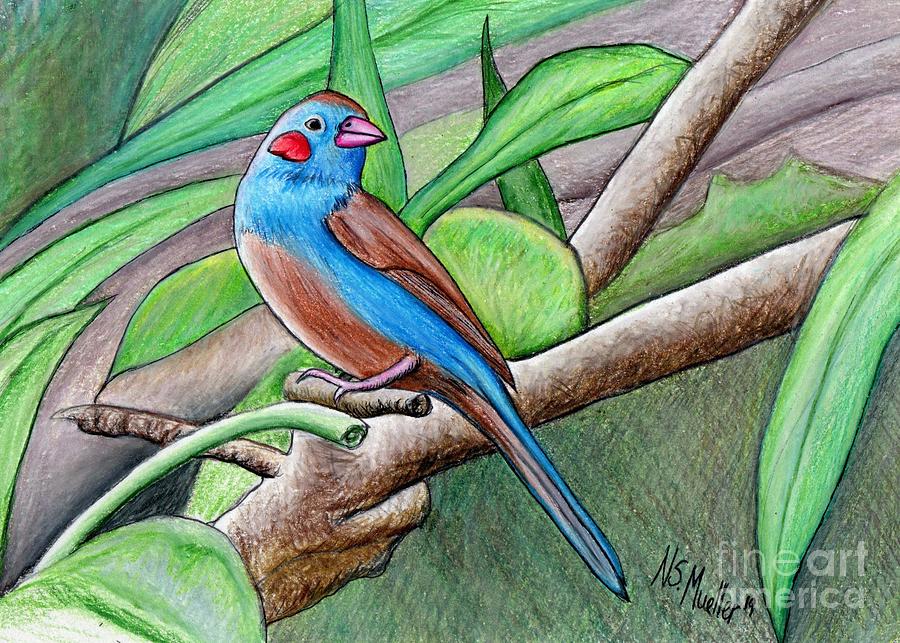 Red Cheeked Cordon Blue Finch Drawing by Nancy Mueller