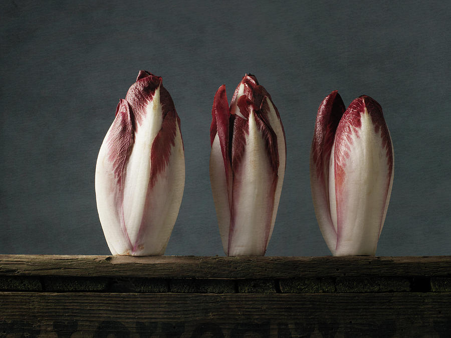 Red Chicory Photograph by Studio-344