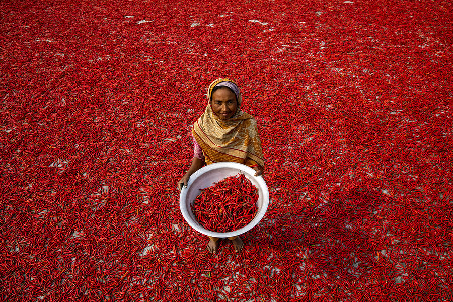 Red Chilli Worker Photograph by Azim Khan Ronnie